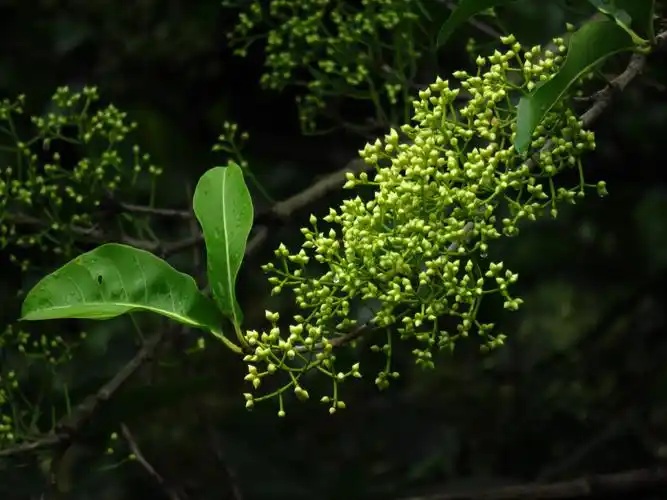 "龙友不拍的水翁花"