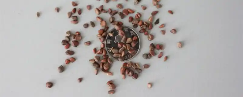 玫瑰花种子是什么样的