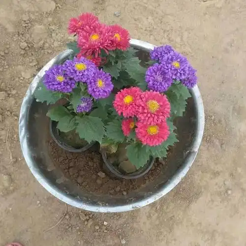 观赏时令花草翠菊批发翠菊种植基地翠菊盆栽欣美园艺