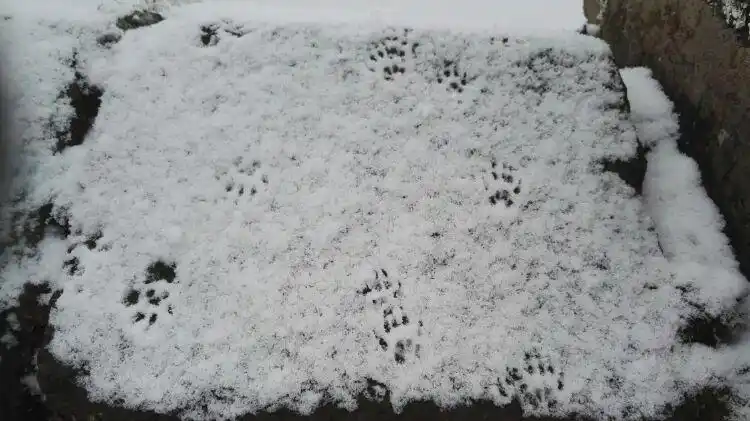 这应该是小松鼠留下的脚印吧