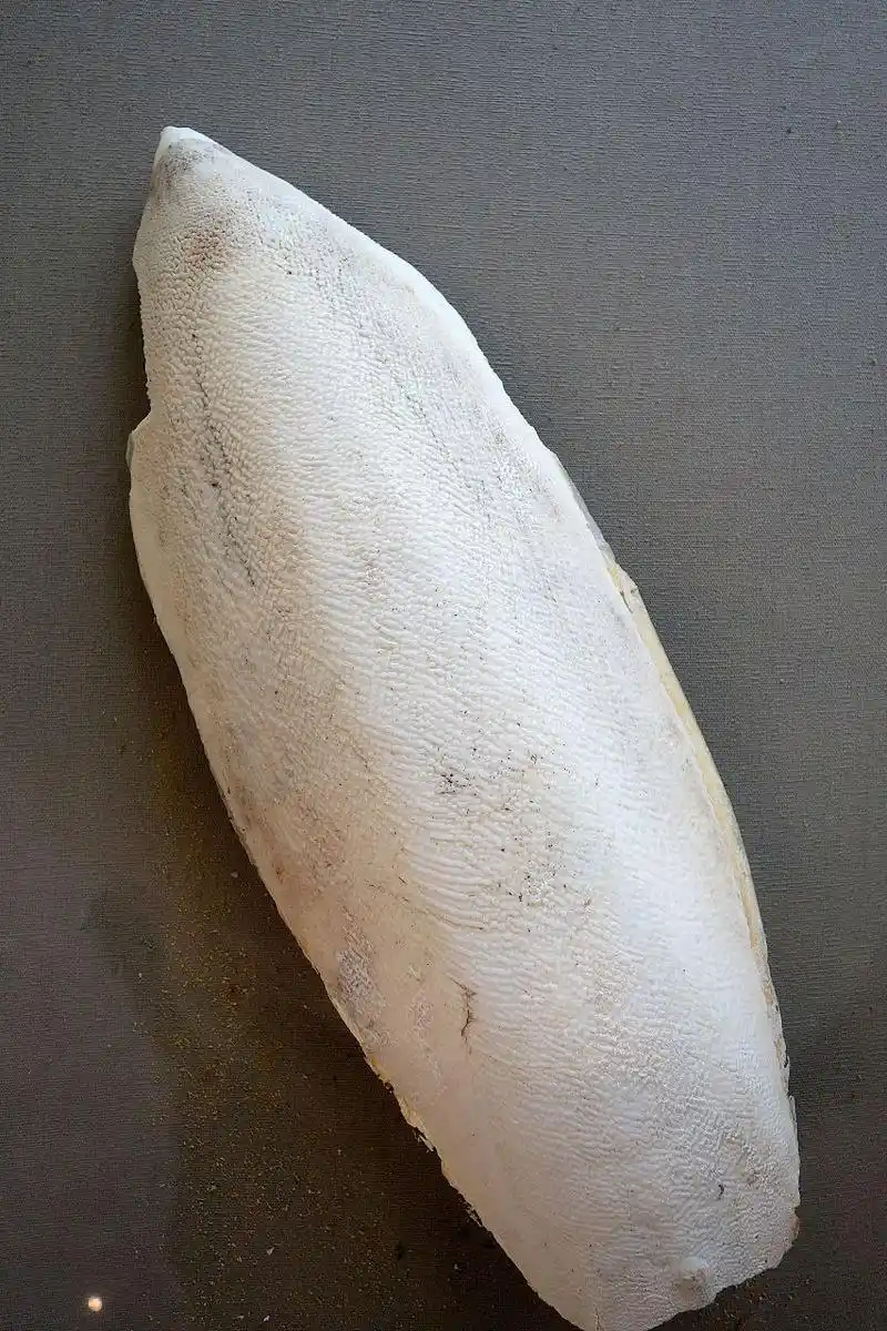 中药"海螵蛸"一一具有"收敛止血,涩精止带,制酸止痛,收湿敛疮"之功效