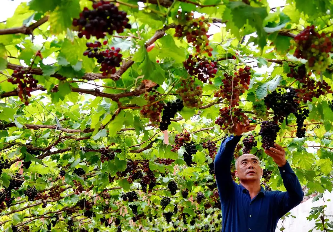 种植葡萄促增收