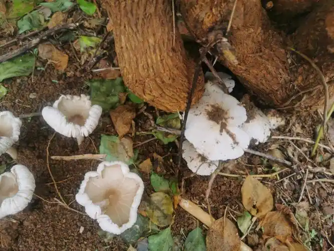 这个菌子能吃吗09