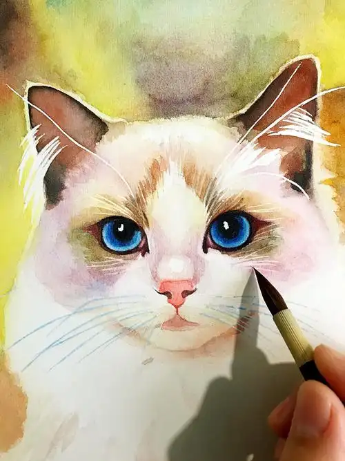 水彩动物系列 《一只布偶猫》 的绘画过程