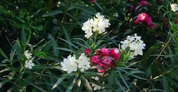 夹竹桃全身有毒为什么南京到处都是