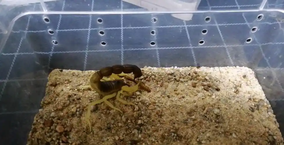 墨玉粗尾蝎捕食面包虫