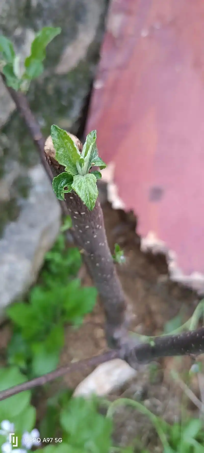这是在抖音上买的车厘子苗,山东商家发的货,请问一下各位大神, - 抖音