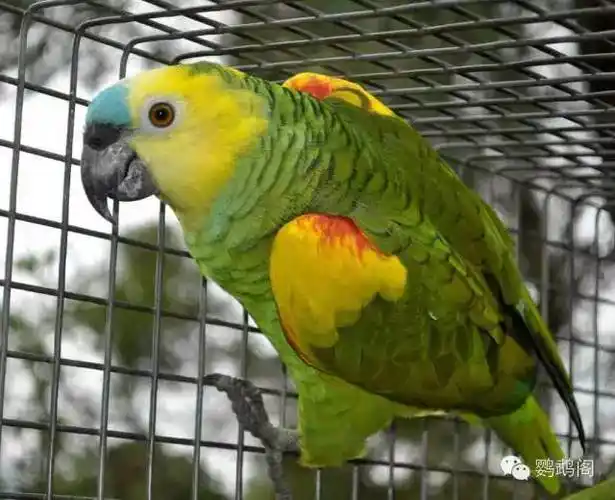 金刚鹦鹉介绍之蓝顶亚马逊蓝帽
