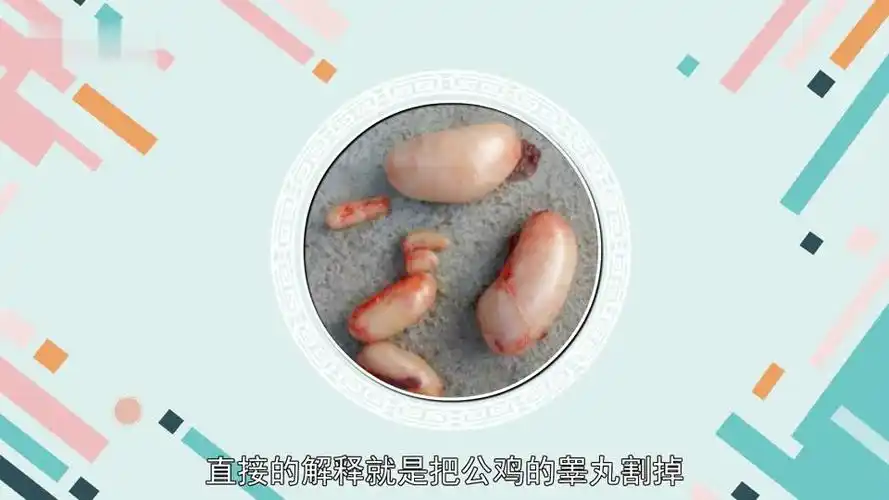 阉鸡摘除睾丸的公鸡-三农视频-搜狐视频