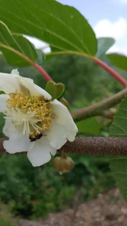 感受一下春天的气息,又是一年春暖花开时,记录原生态野生猕猴桃的生长