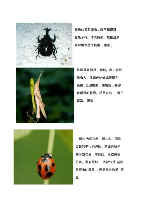 十种昆虫的图文介绍打印