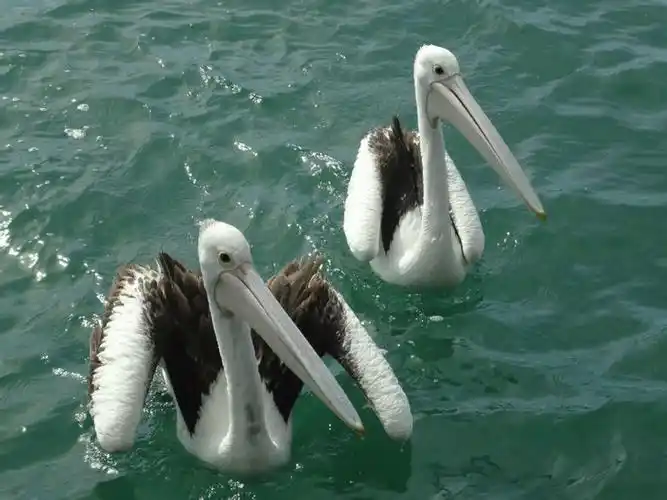 我要提问,长嘴大鸟叫什么名字