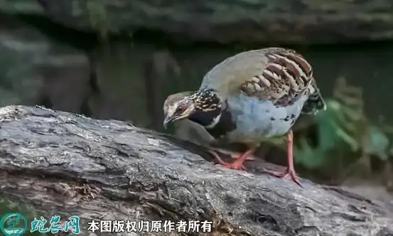 鹧鸪图片,农村各种鹧鸪图片大全欣赏 - 农村图片 - 蛇农网