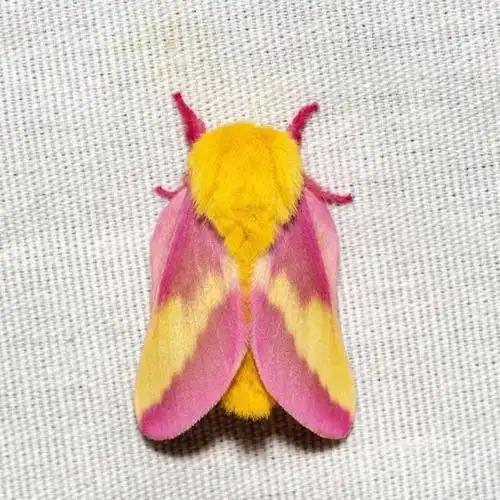 大自然真奇妙:绚丽漂亮的粉色枫蛾!