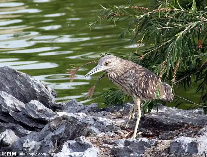 请问这是什么水鸟?(有图片)