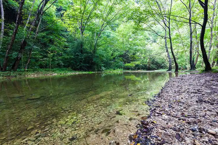 原始森林中清澈见底的小溪流图片下载