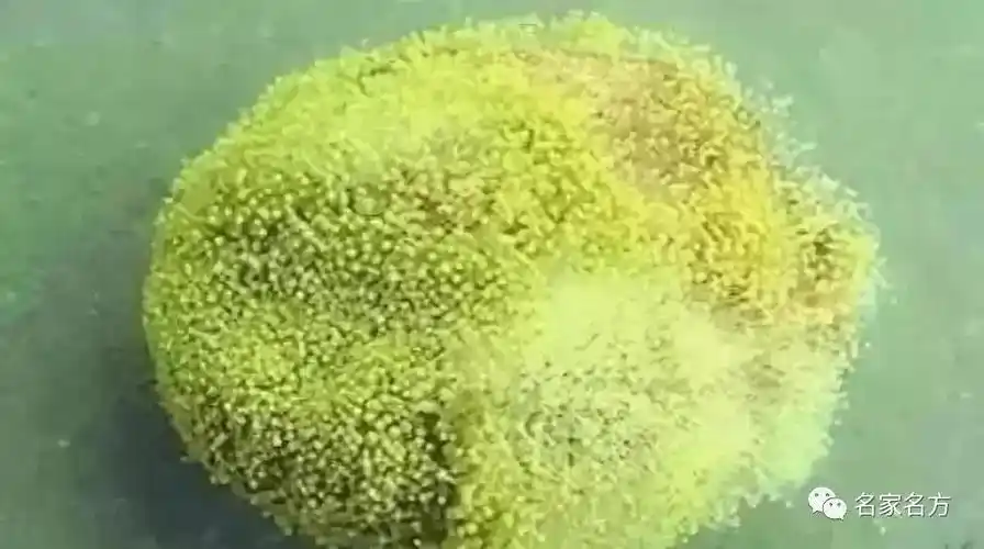 一家四口全患癌,发霉产生的黄曲霉素比你想象的严重