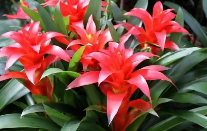 4种招财花旺宅添富贵谁见了都喜欢第一种已经被迷住