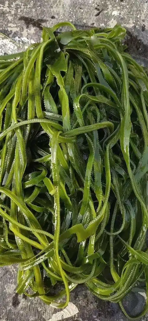 [荣成海带批发] 荣成海带丝,海带,盐渍海带丝,头昆布 烘干丝淡干海带