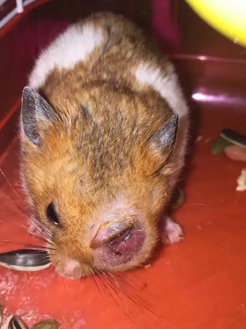 仓鼠眼睛这几天肿了是怎么回事儿?有懂这方面的朋友吗?