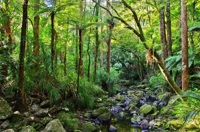 热带雨林棕榈树的景色棕榈树的异国丛林森林