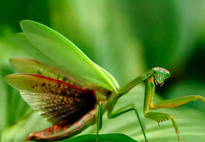 螳螂,俗称刀螂,听上去是一个还算霸气的名字,虽然只是