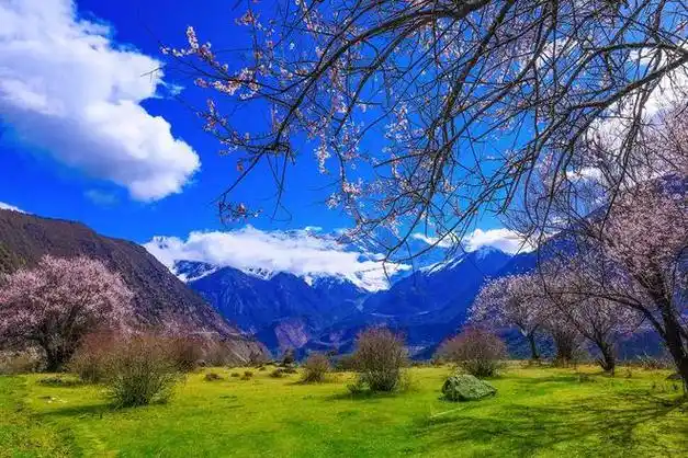 一路向西,遇见中国最美桃花节|米林|朗县|波密县|八一镇|林芝市_网易