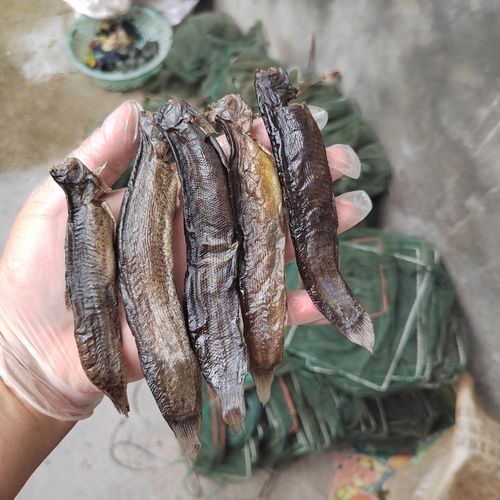 金大馋大别山泥鳅干大个干泥鳅农家自制散装干鱼安徽食用农产品