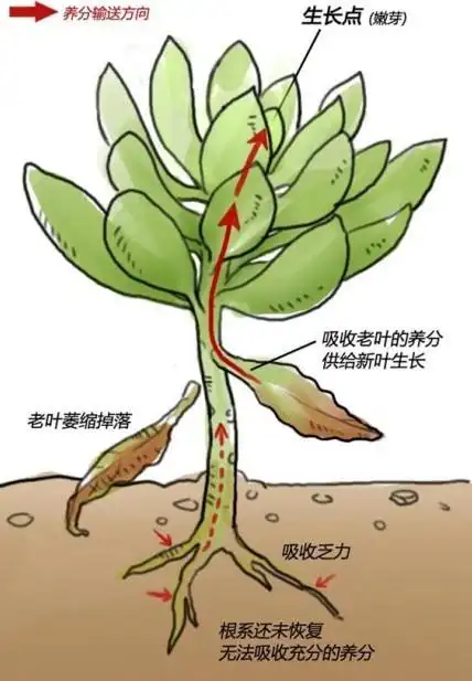 多肉植物的移盆