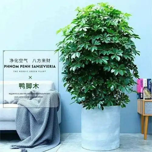 精选绿植大型八方来财鸭脚木植物七叶莲室内阳台客厅绿植盆栽花卉八方