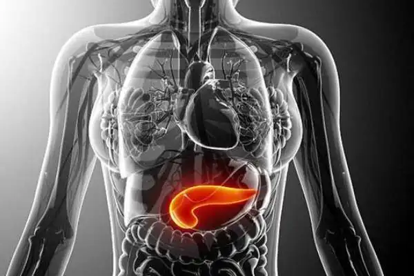 胰腺在什么位置图