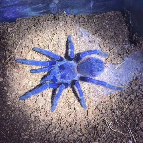 活体宠物非洲橙巴布蜘蛛所罗门蜘蛛火玫瑰另类爬宠新手温顺巴西巨人