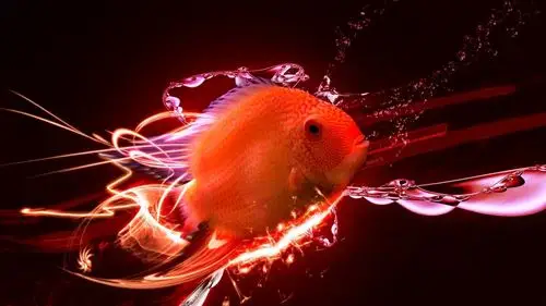 求卡通鱼儿的漂亮的水的壁纸_百度知道