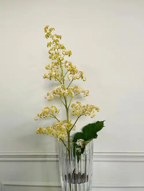 鬼灯檠·庭院植被普查