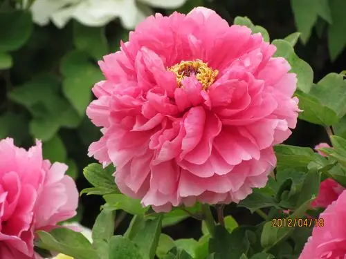 2012菏泽牡丹之二(有400年牡丹王和部分结构细节)