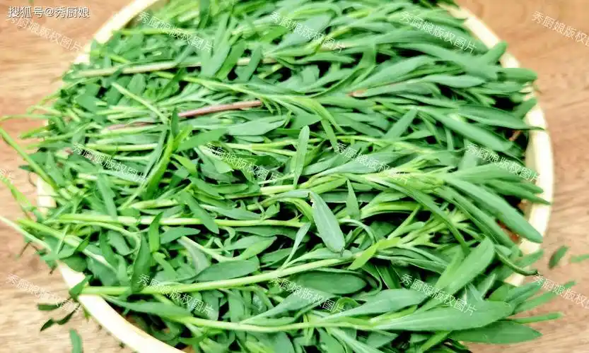 经常上火多吃点,包饺子吃真香!_扫帚菜_馅料_美味