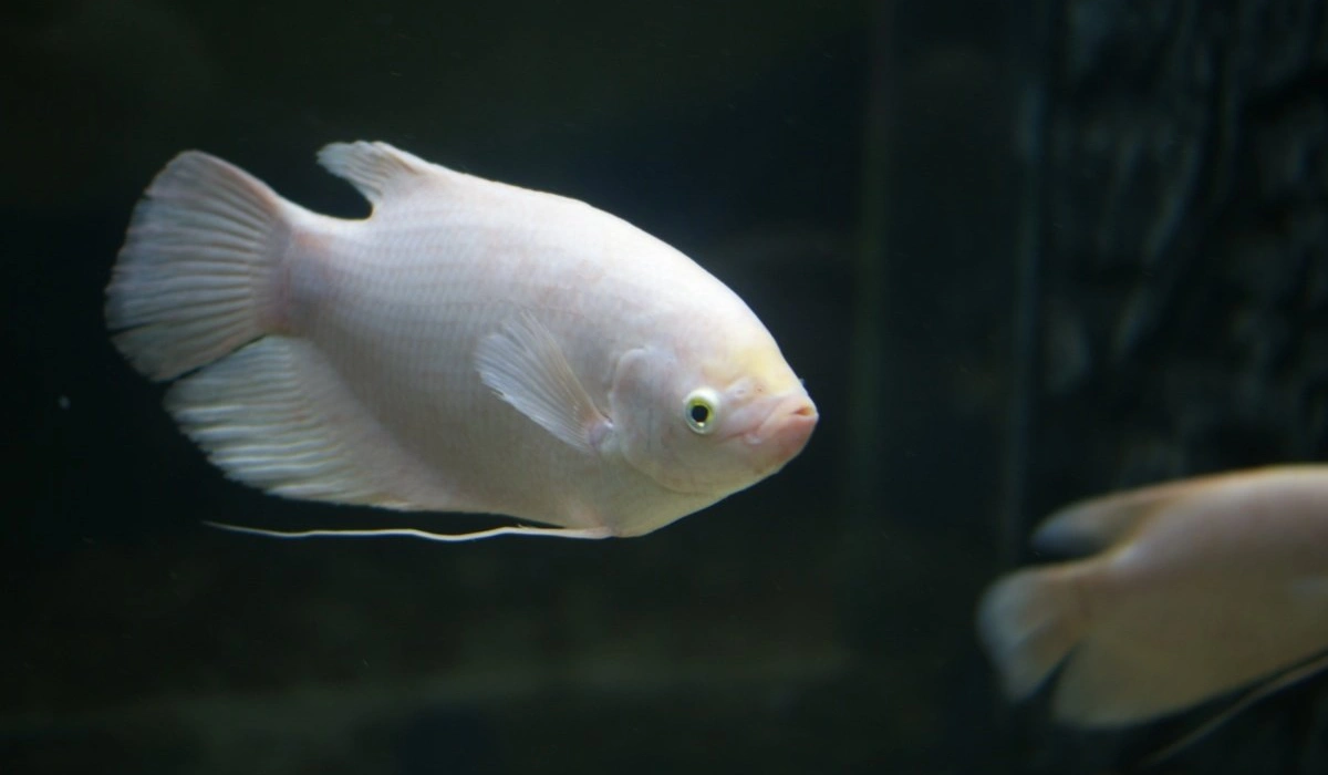 招财鱼,最适合赠友人,办公场所饲养的观赏鱼