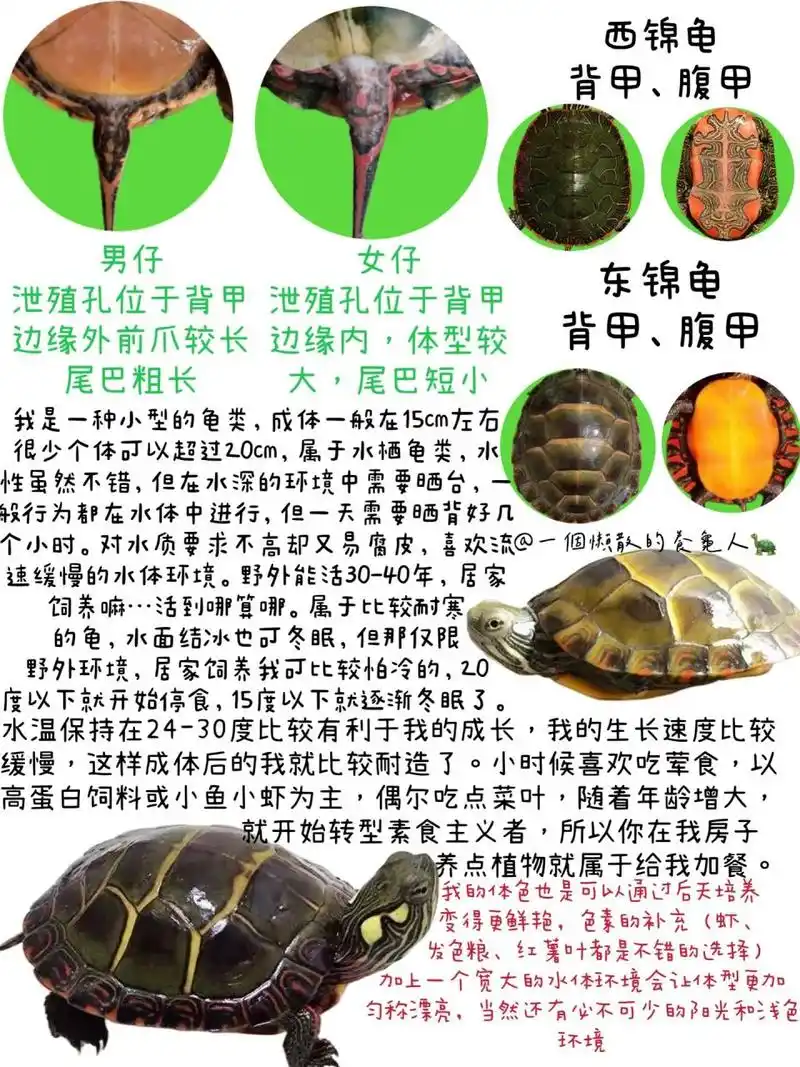 龟龟小卡片——东锦龟      出门考试停了两天