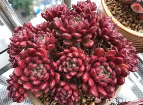 红宝石一直长花箭是咋回事?甭理它,它就是多肉植物中的"骡子"