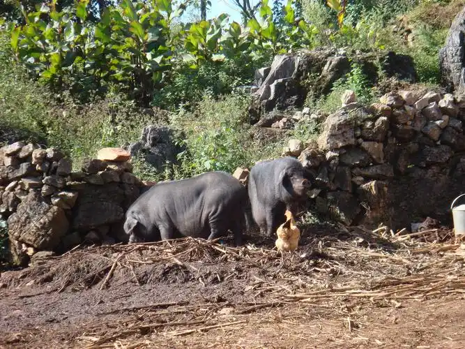 供求信息 供应 土猪 单位名称:龙海乡双箐口村村保