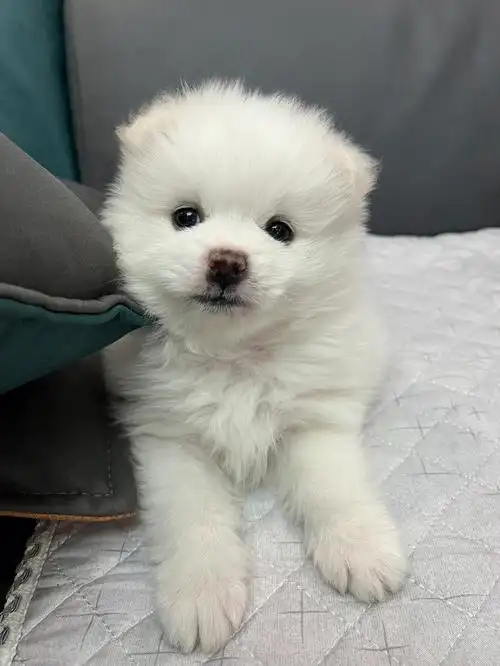 串银狐还是萨摩耶04