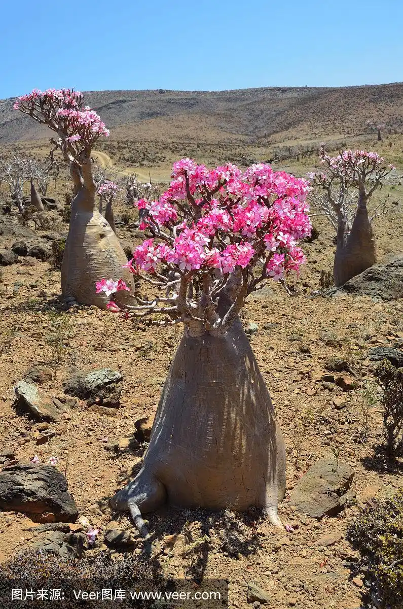 木米高原上的一种瓶子树