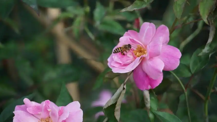 【荐读】走进公园,感受春天