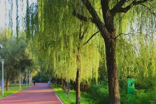 灞桥生态湿地公园集齐了秋天的五颜六色