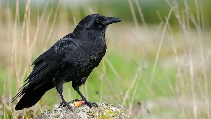 乌鸦叫尴尬语言音效综艺音效脱口秀节目喜剧