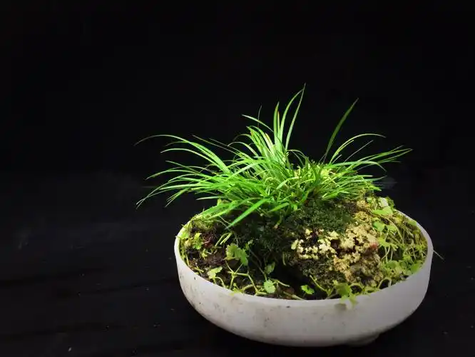 石菖蒲 宋-曾几  窗明几净室空虚,尽道幽人一事无.