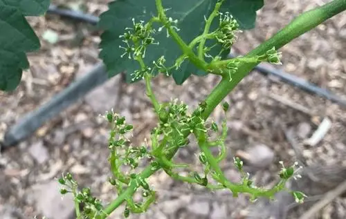 这个问题应该发坐果灵就可以了.