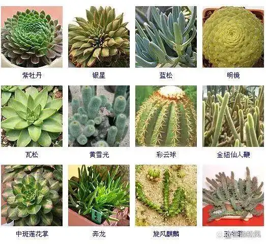 多肉植物品种大全