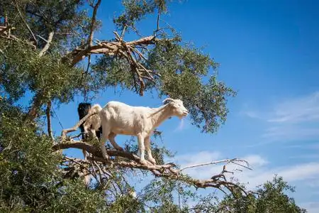 种子生产tamri 山羊登山在摩洛哥的坚果树上, 非洲.