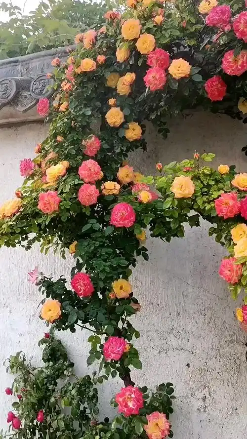 藤本月季藤彩虹花量多花期长多季循环开花